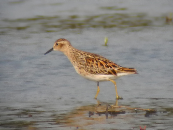 Long-toed Stint