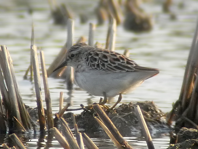 Long-toed Stint