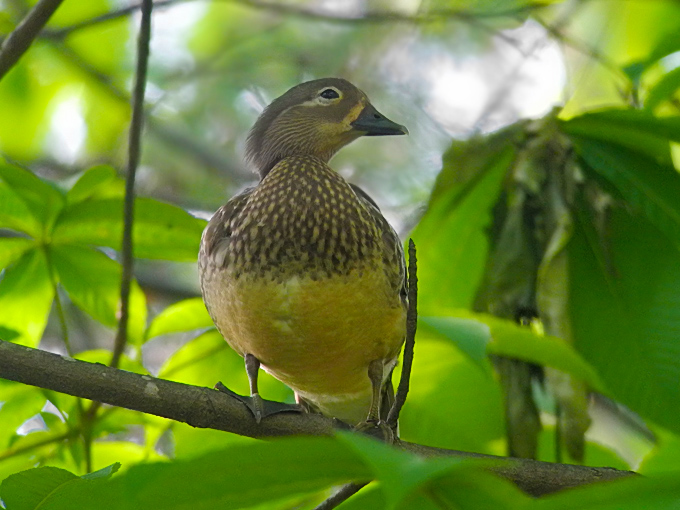 Mandarin Duck