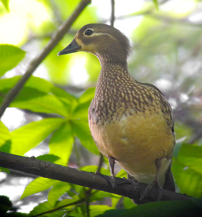 Mandarin Duck