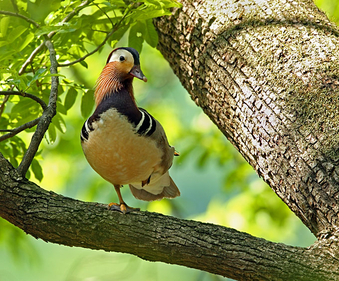 Mandarin Duck
