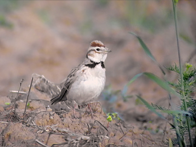 Mongolian Lark