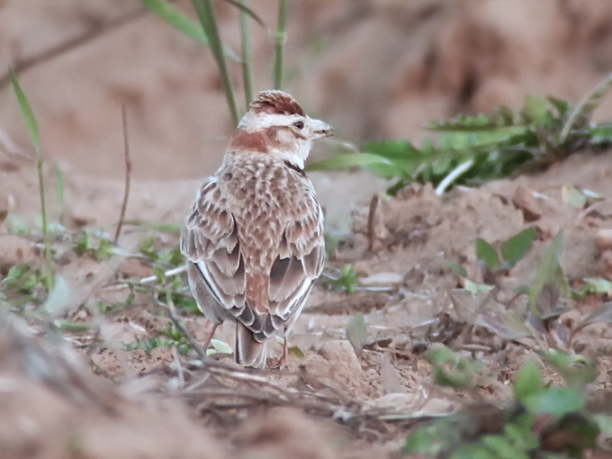 Mongolian Lark