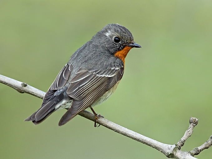 Mugimaki Flycatcher