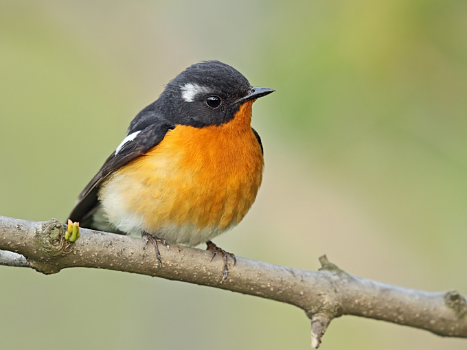 Mugimaki Flycatcher