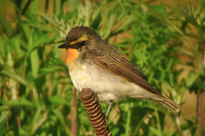 Narcissus Flycatcher