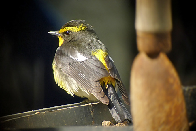 Narcissus Flycatcher
