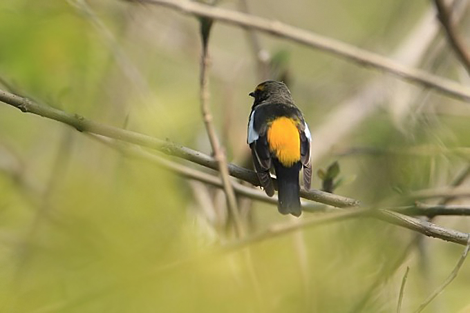 Narcissus Flycatcher