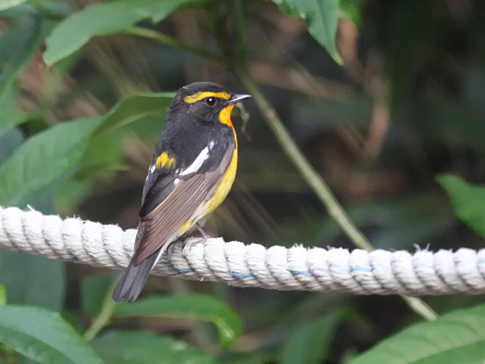 Narcissus Flycatcher