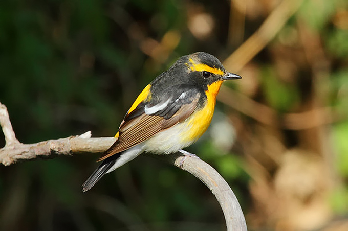 Narcissus Flycatcher
