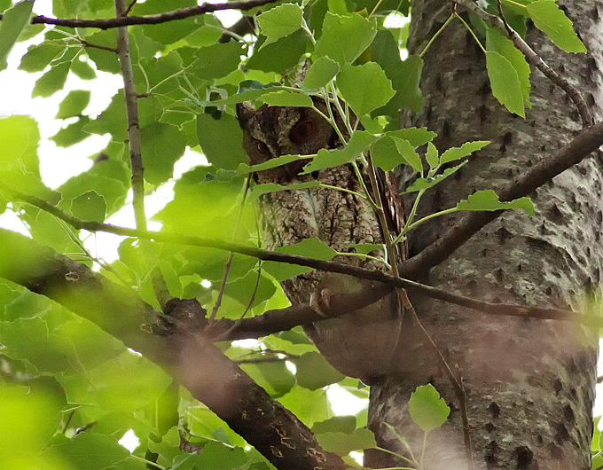 Northern Scops Owl
