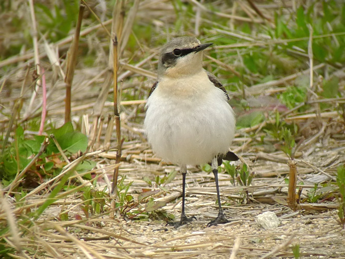 Northern Wheatear