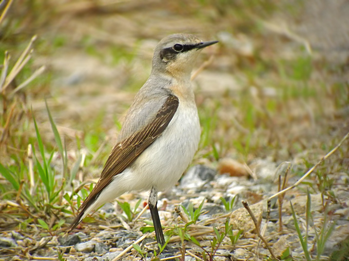 Northern Wheatear