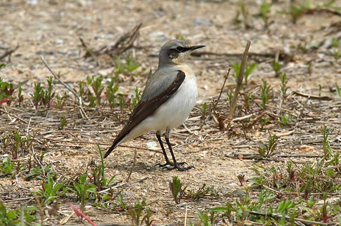 Northern Wheatear