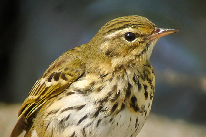 Olive-backed Pipit