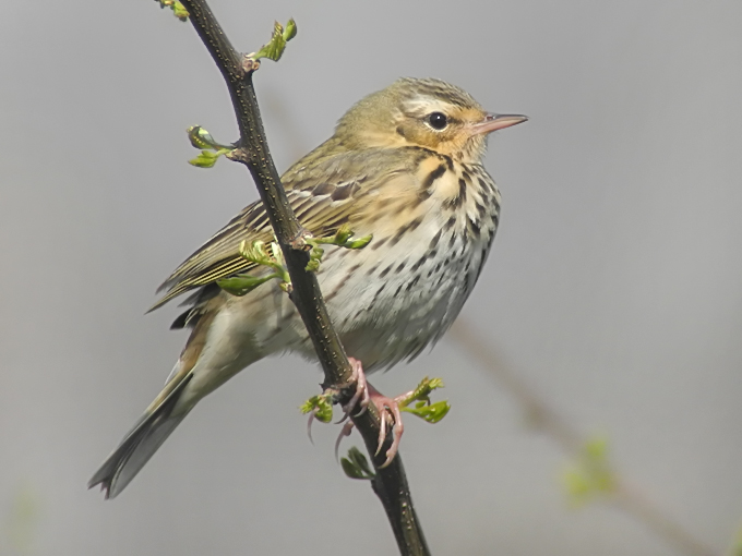 Olive-backed Pipit