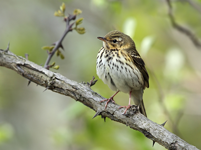 Olive-backed Pipit