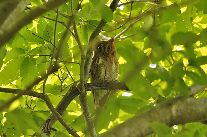 Oriental Scops Owl