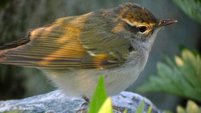 Pale-legged Leaf Warbler