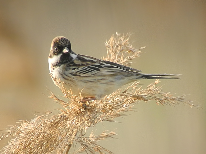 Pallas's Reed Bunting