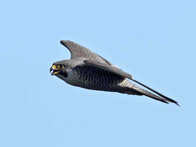 Peregrine Falcon
