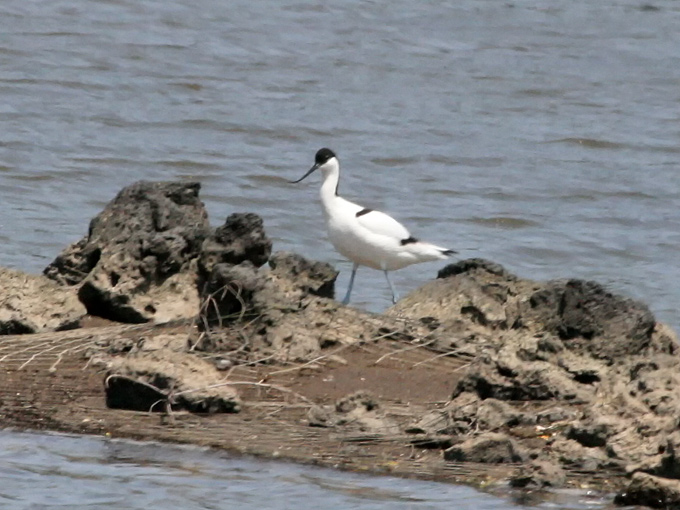 Pied Avocet