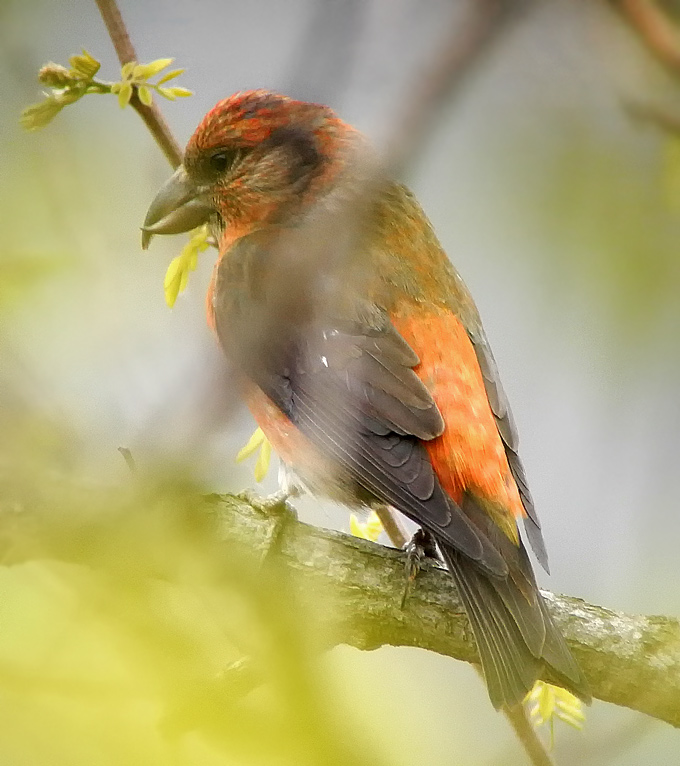 Red Crossbill