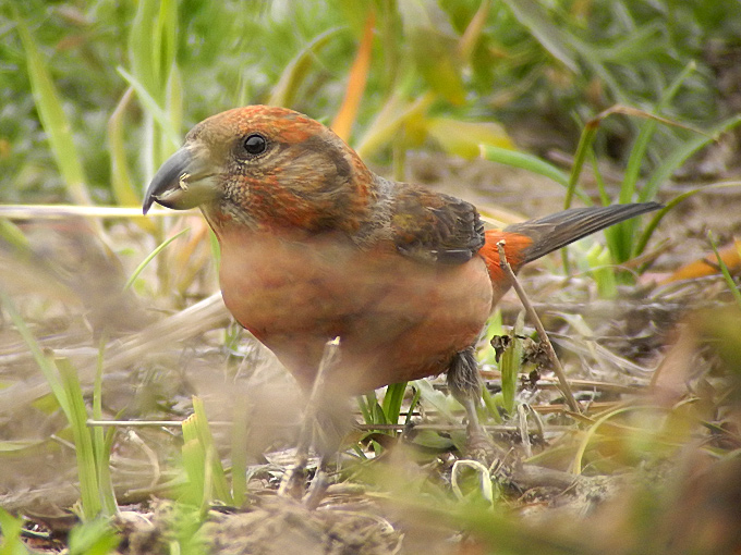 Red Crossbill