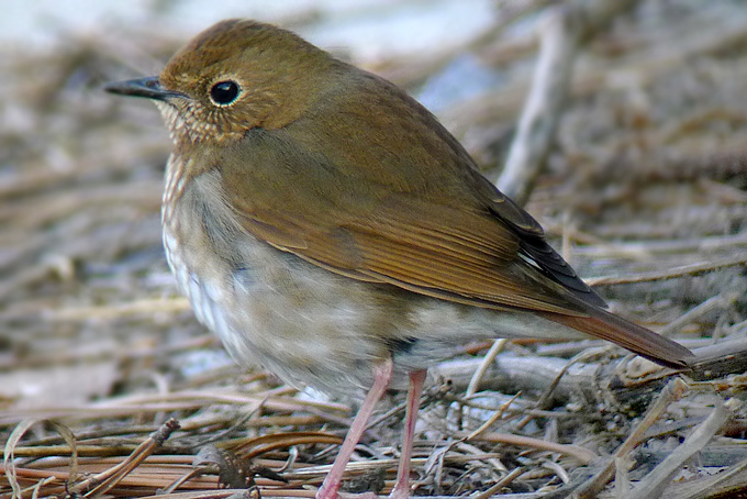 Rufous-tailed Robin