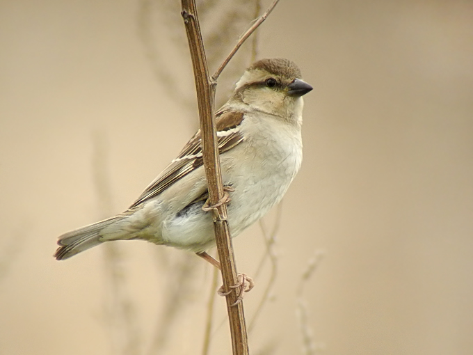 Russet Sparrow