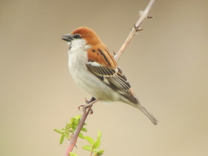 Russet Sparrow