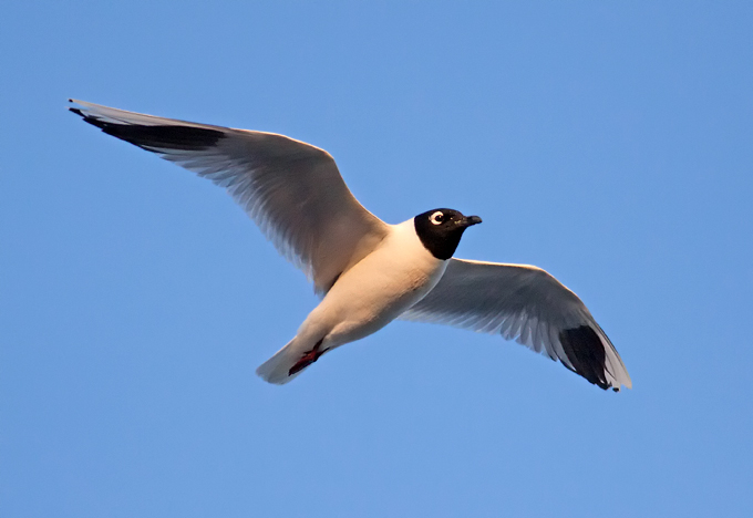 Saunders's Gull