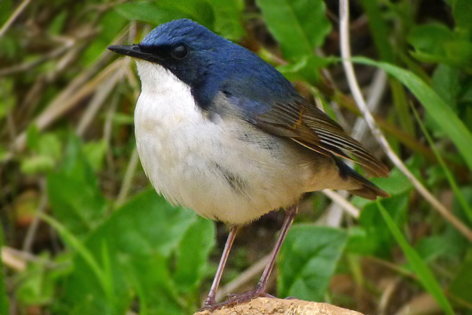 Siberian Blue Robin