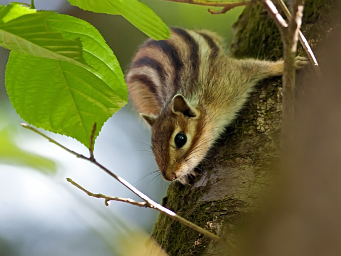 Siberian Chipmunk
