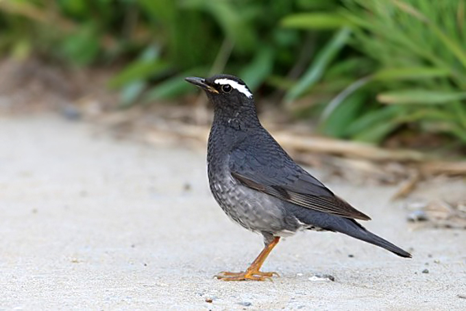 Siberian Thrush