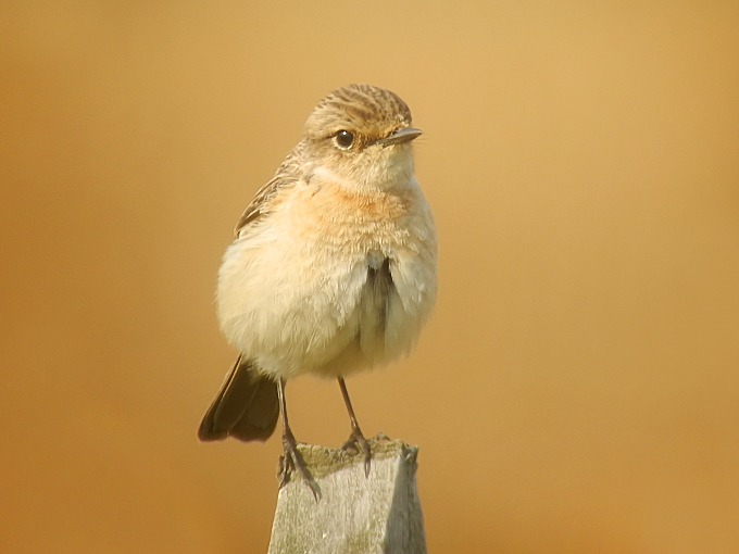 Stejneger's Stonechat