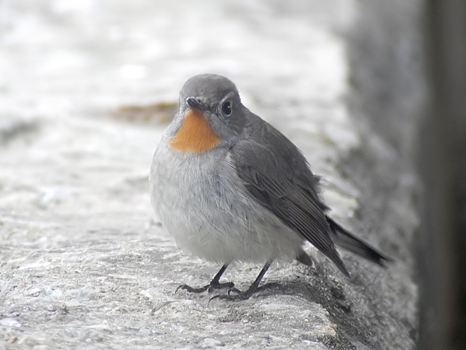Taiga Flycatcher