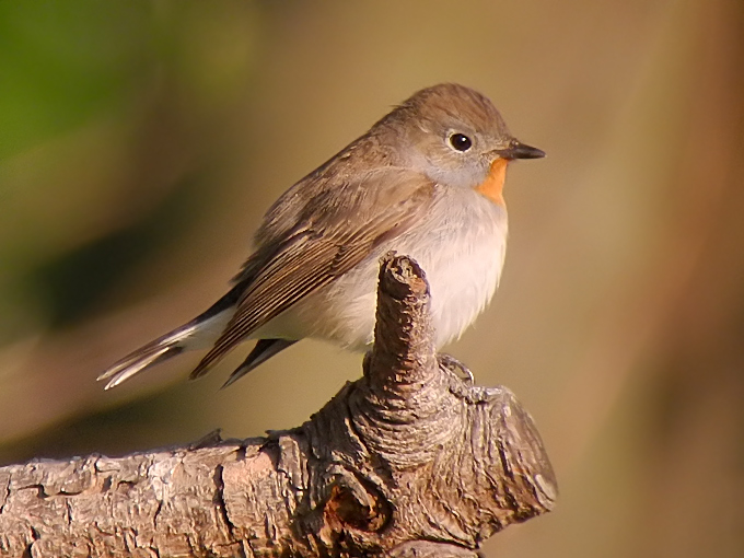 Taiga Flycatcher
