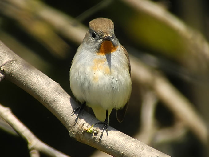 Taiga Flycatcher