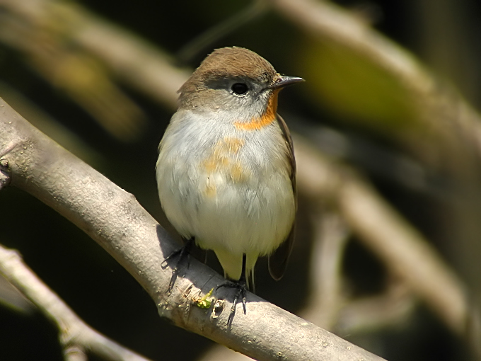 Taiga Flycatcher
