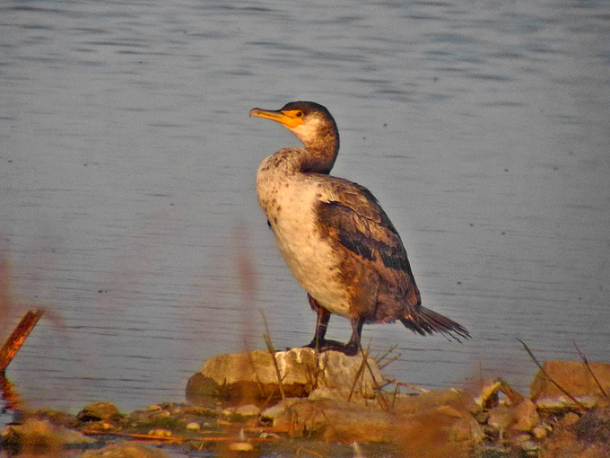 Temminck's Cormorant
