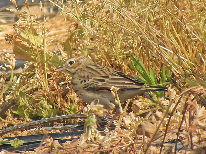 Tree Pipit