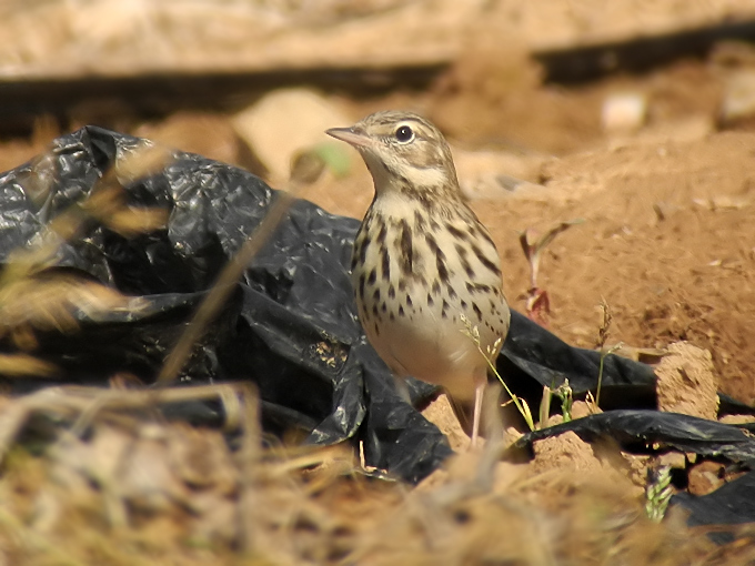 Tree Pipit