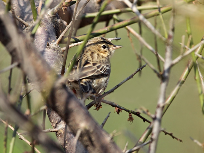 Tree Pipit