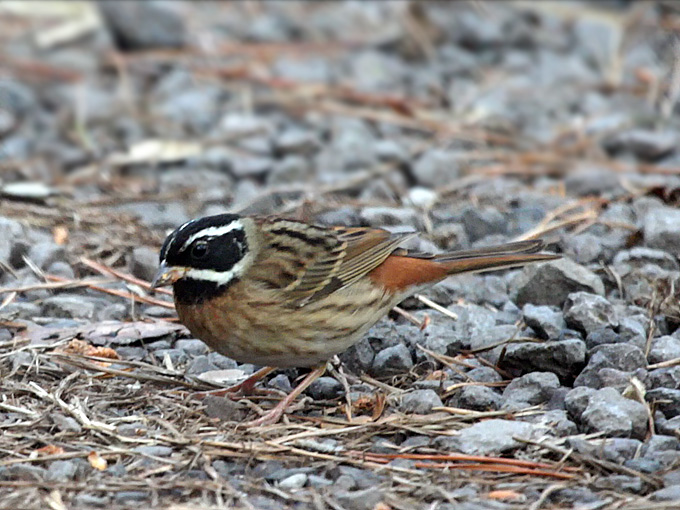 Tristram's Bunting