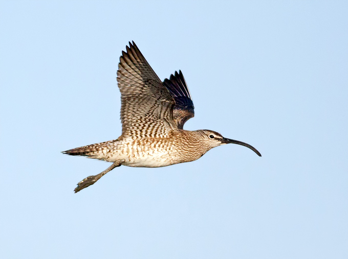 Whimbrel