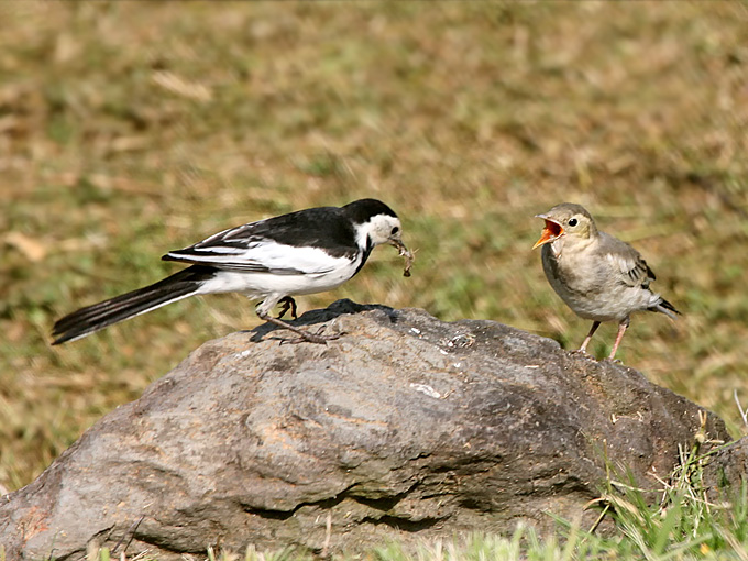 White Wagtail