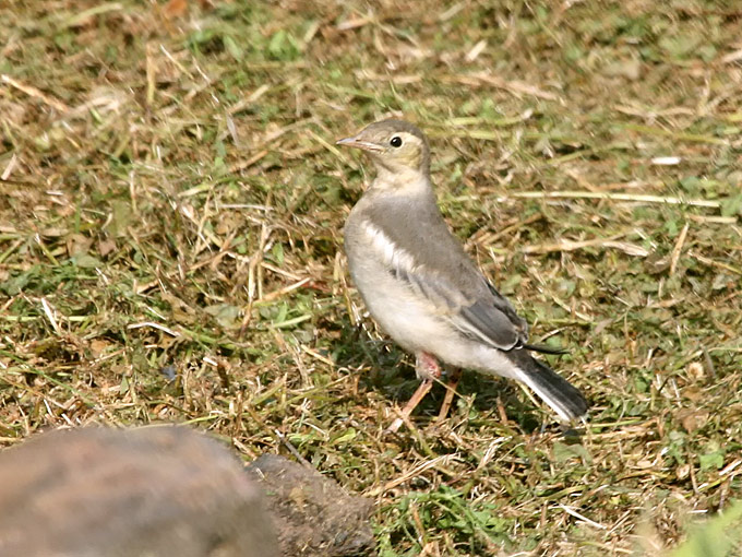 White Wagtail