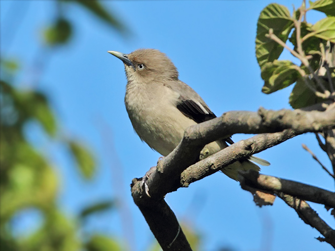 White-shouldered Starling