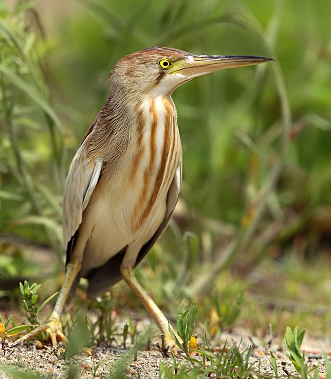 Yellow Bittern